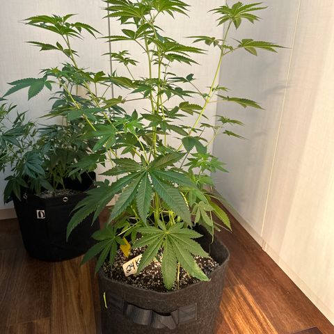 24k GOLD growlog timeline photo