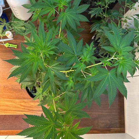 24k GOLD growlog timeline photo