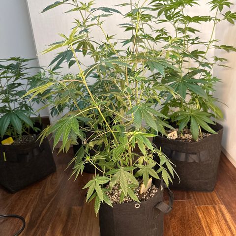 Apple Fritters growlog timeline photo
