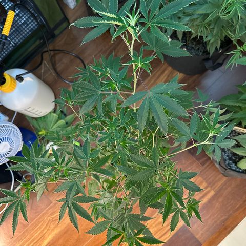 Apple Fritters growlog timeline photo