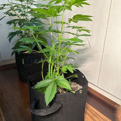 Violet Wedding Cake growlog timeline photo