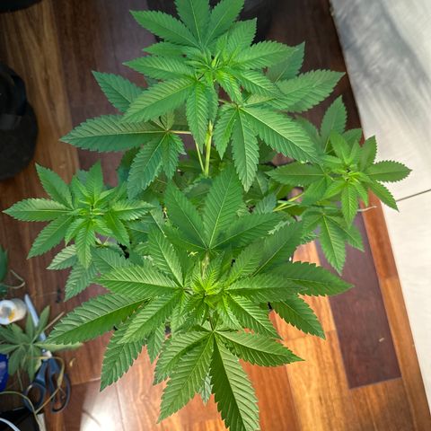 Violet Wedding Cake growlog timeline photo