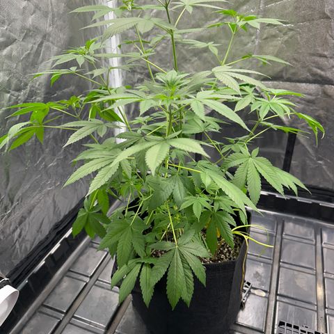 Genética X-2 growlog timeline photo