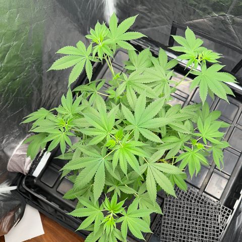 Genética X-2 growlog timeline photo