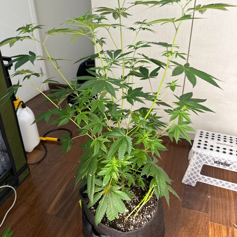 24k GOLD growlog timeline photo