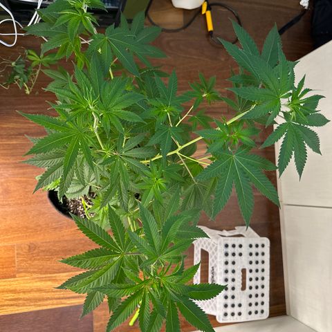 24k GOLD growlog timeline photo