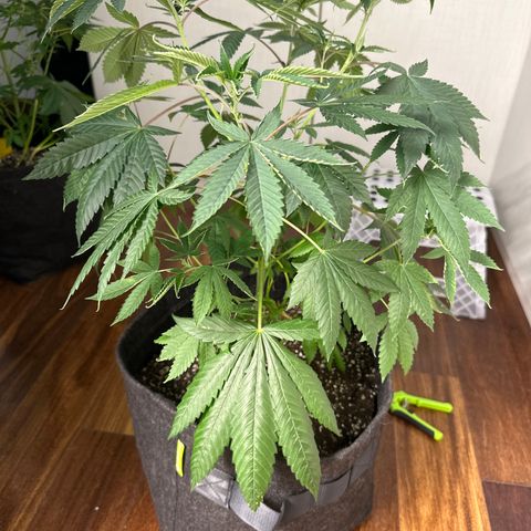 Strick Gorilla 4# growlog timeline photo
