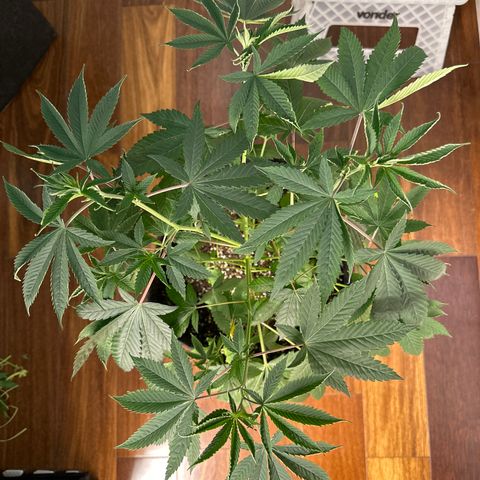 Strick Gorilla 4# growlog timeline photo