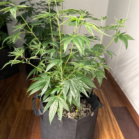 Genética X-1 growlog timeline photo
