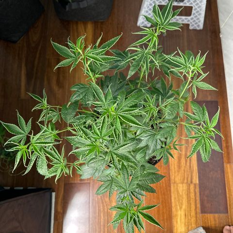 Genética X-1 growlog timeline photo
