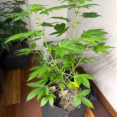 Violet Wedding Cake growlog timeline photo