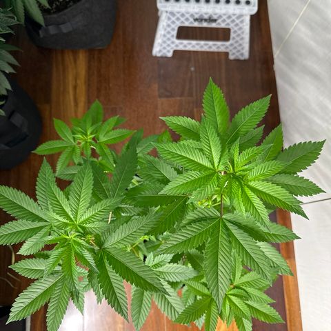 Violet Wedding Cake growlog timeline photo