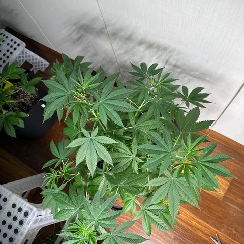 Genética X-2 growlog timeline photo