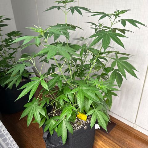 Genética X-2 growlog timeline photo