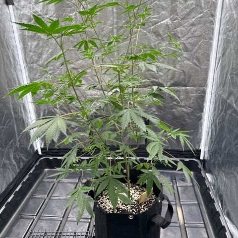 Apple Fritters growlog timeline photo