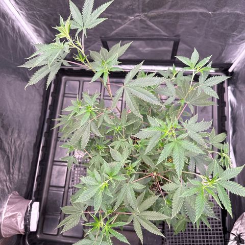 Apple Fritters growlog timeline photo