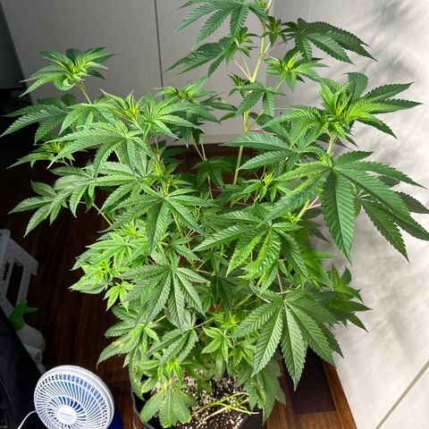 24k GOLD growlog timeline photo
