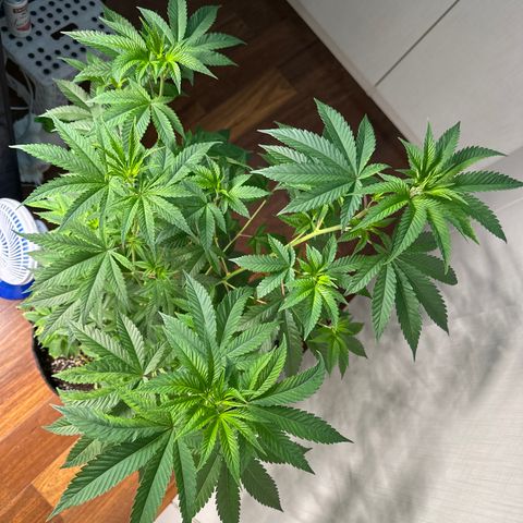 24k GOLD growlog timeline photo