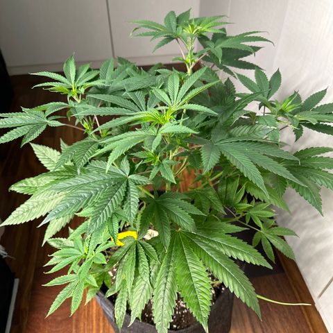 Strick Gorilla 4# growlog timeline photo