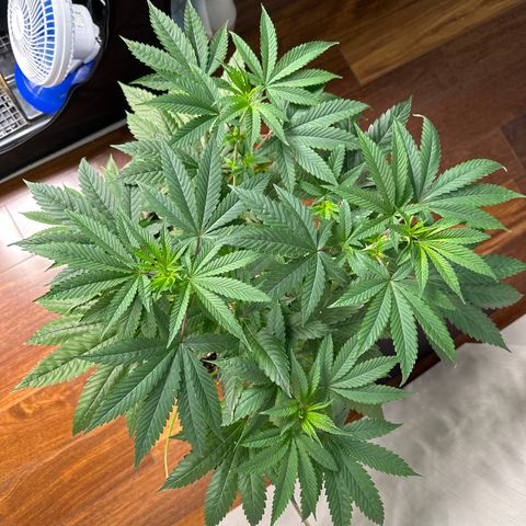Strick Gorilla 4# growlog timeline photo