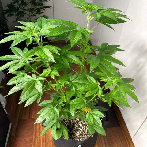 Violet Wedding Cake growlog timeline photo