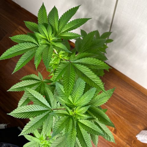 Violet Wedding Cake growlog timeline photo