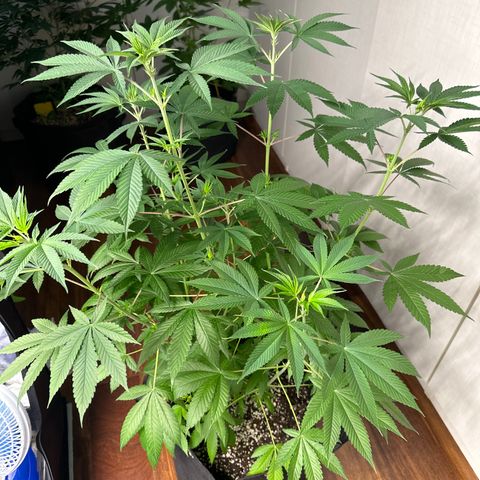 Genética X-2 growlog timeline photo