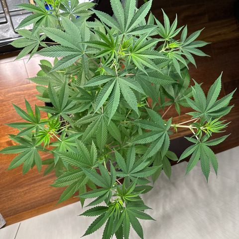 Genética X-2 growlog timeline photo