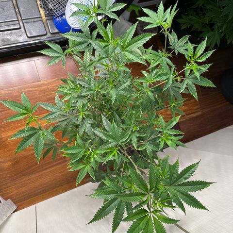 Apple Fritters growlog timeline photo