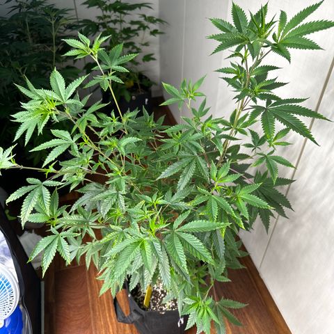 Apple Fritters growlog timeline photo