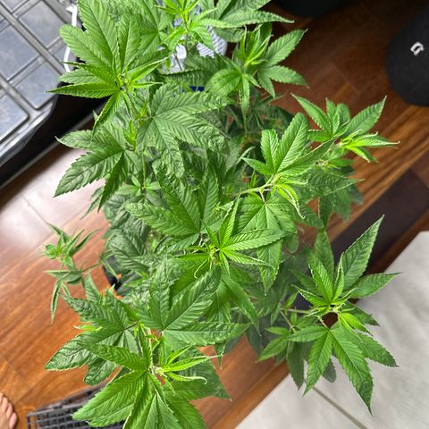 Genética X-1 growlog timeline photo