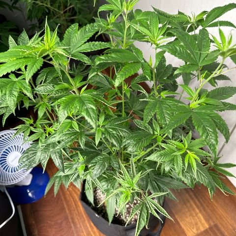 Genética X-1 growlog timeline photo