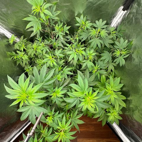 24k GOLD growlog timeline photo