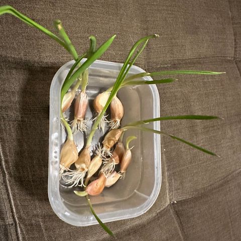 24k GOLD growlog timeline photo