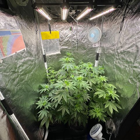 24k GOLD growlog timeline photo