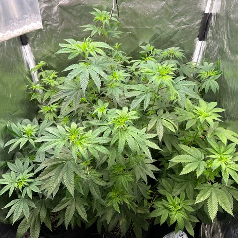 24k GOLD growlog timeline photo