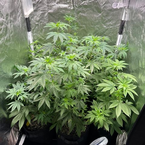 24k GOLD growlog timeline photo