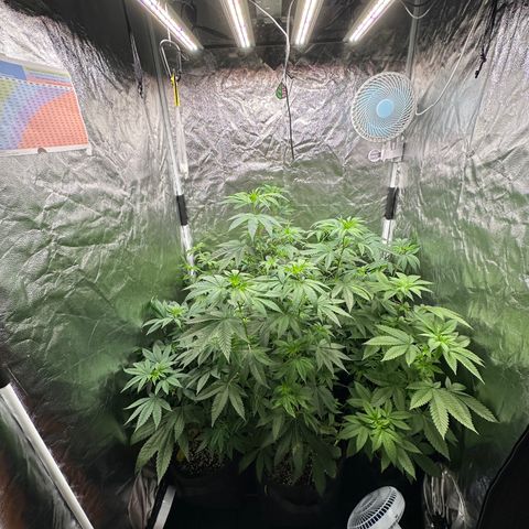 24k GOLD growlog timeline photo