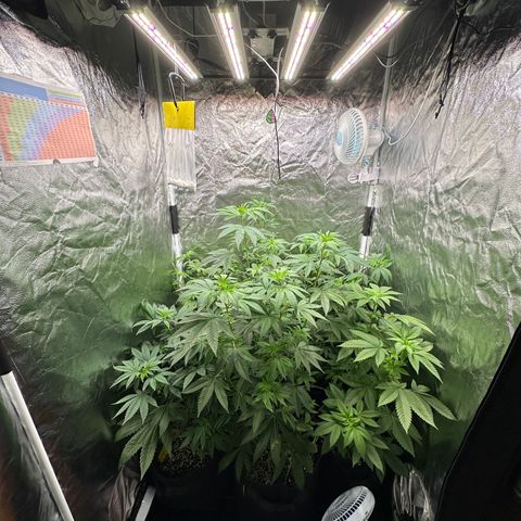 24k GOLD growlog timeline photo
