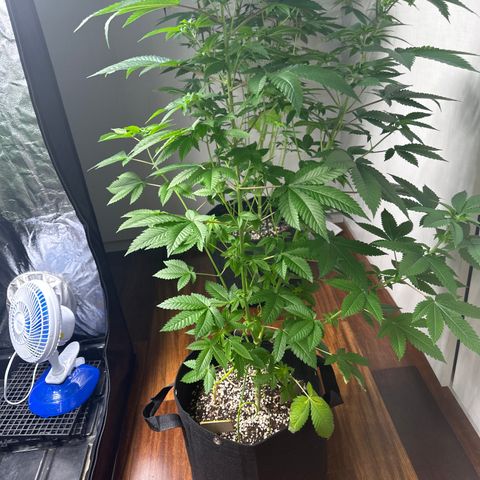 Violet Wedding Cake growlog timeline photo