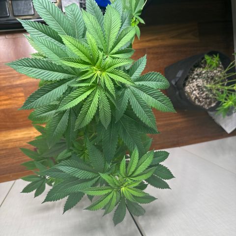 Violet Wedding Cake growlog timeline photo