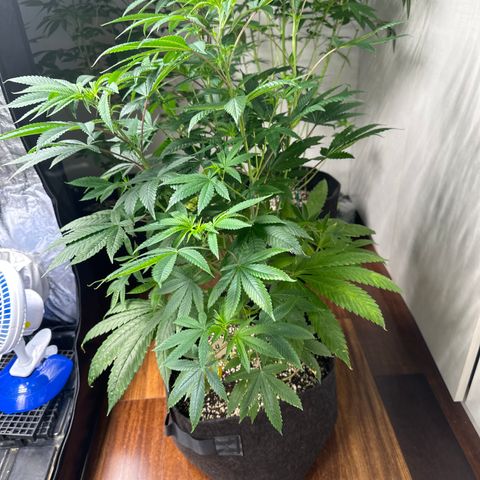 Strick Gorilla 4# growlog timeline photo