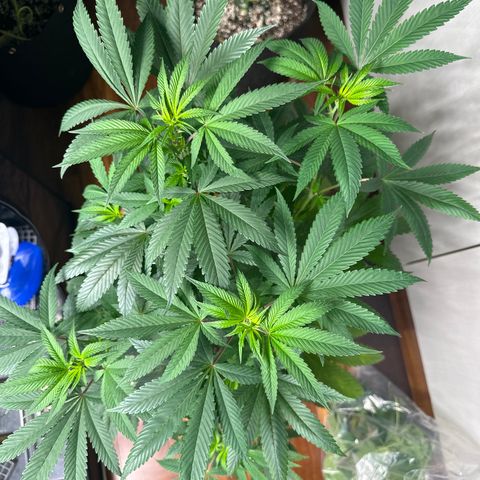 Strick Gorilla 4# growlog timeline photo