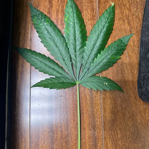Strick Gorilla 4# growlog timeline photo