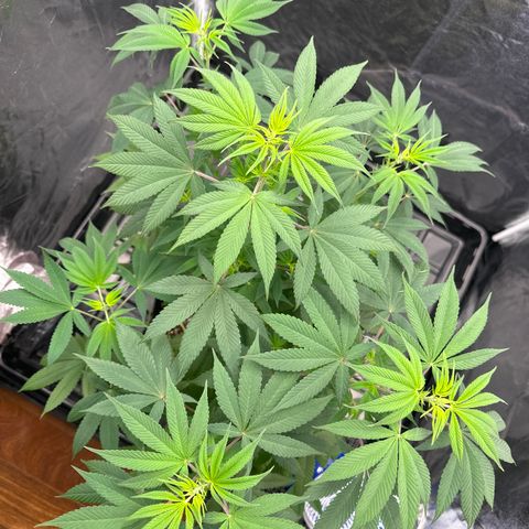 Genética X-2 growlog timeline photo