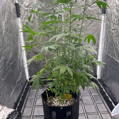 Genética X-2 growlog timeline photo