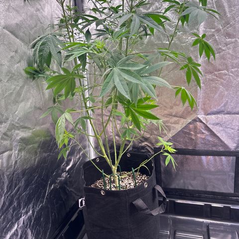 Genética X-2 growlog timeline photo