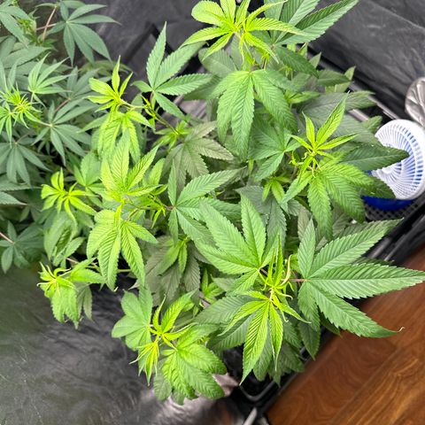 Genética X-1 growlog timeline photo