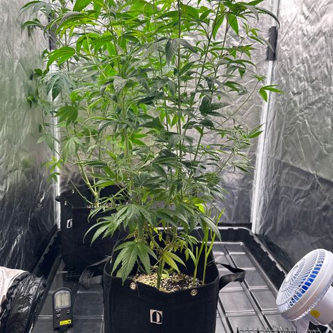 Genética X-1 growlog timeline photo