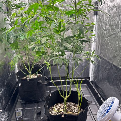 Genética X-1 growlog timeline photo